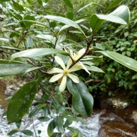 Magnolia nilagirica (Zenker) Figlar